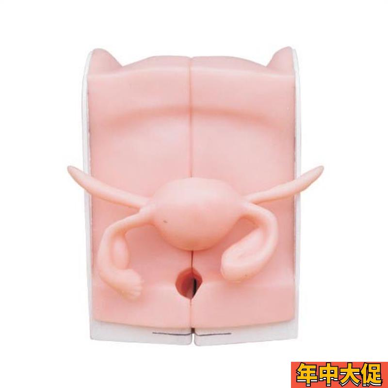 避孕指导模型/女性避孕模型/计划生育专用/妇科检查模型/教学培训