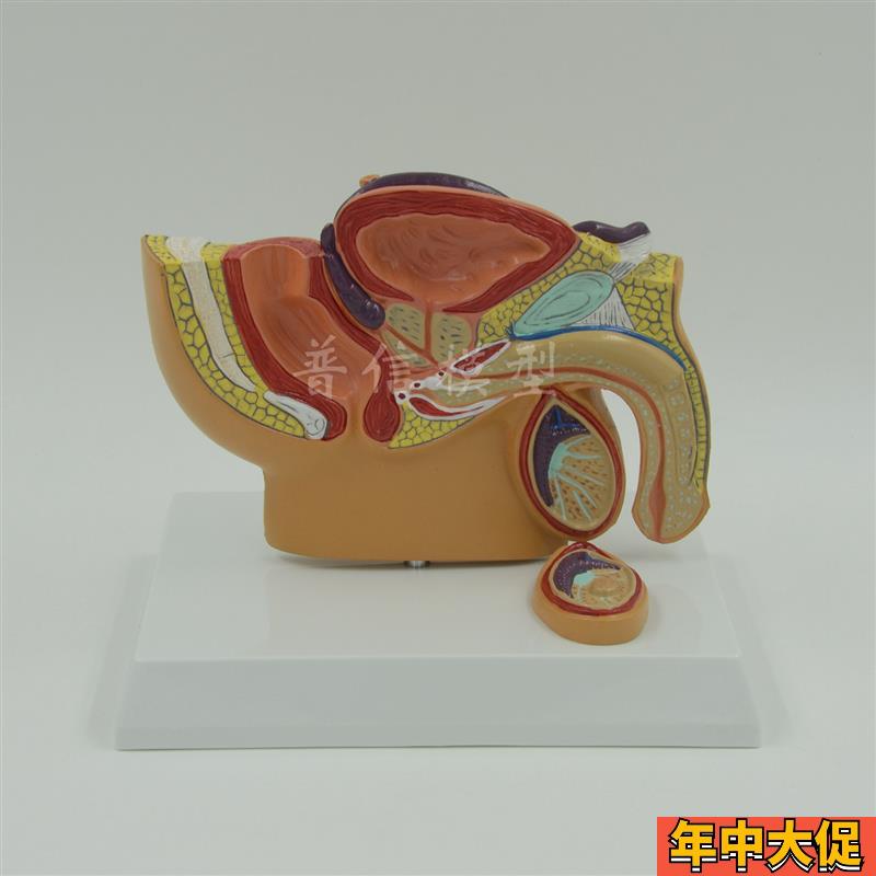 普信 男性盆腔模型 盆腔睾丸 前列腺模型 泌尿系统 生殖系统 医用