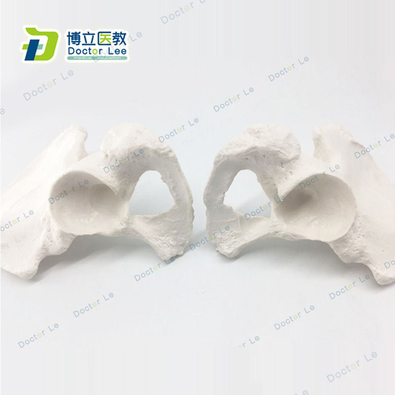 人体骨骼散骨模型骨架标本模型美术医学艺用疼痛X骨科髋骨模型
