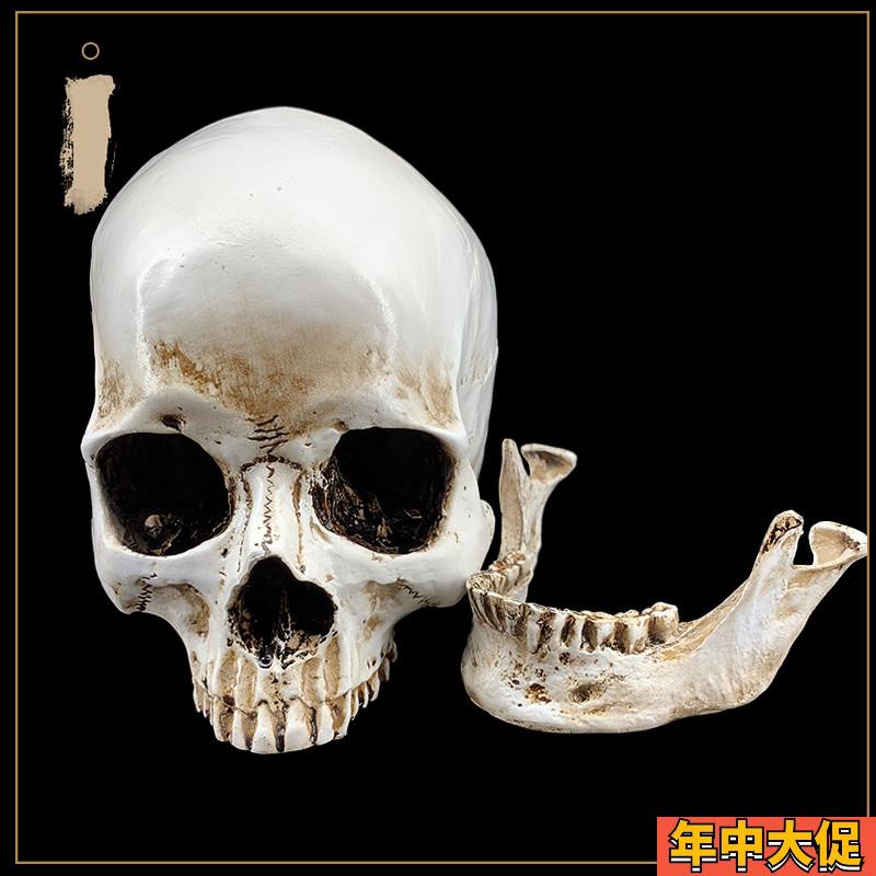1:1树脂骷髅头绘画 人头骨艺用人体肌肉骨骼解剖头骨模型美术现货