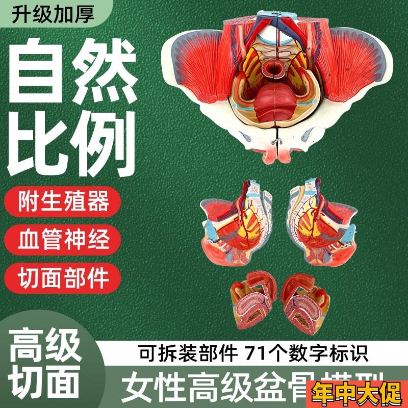 女性骨盆模型盆底肌带生殖器血管神经肌肉子宫人体解剖教学骨盆图
