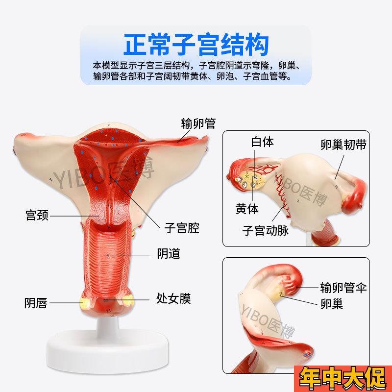 医博BIX-A3422正常子宫模型女性子宫模型 医用教具女性内外生殖器