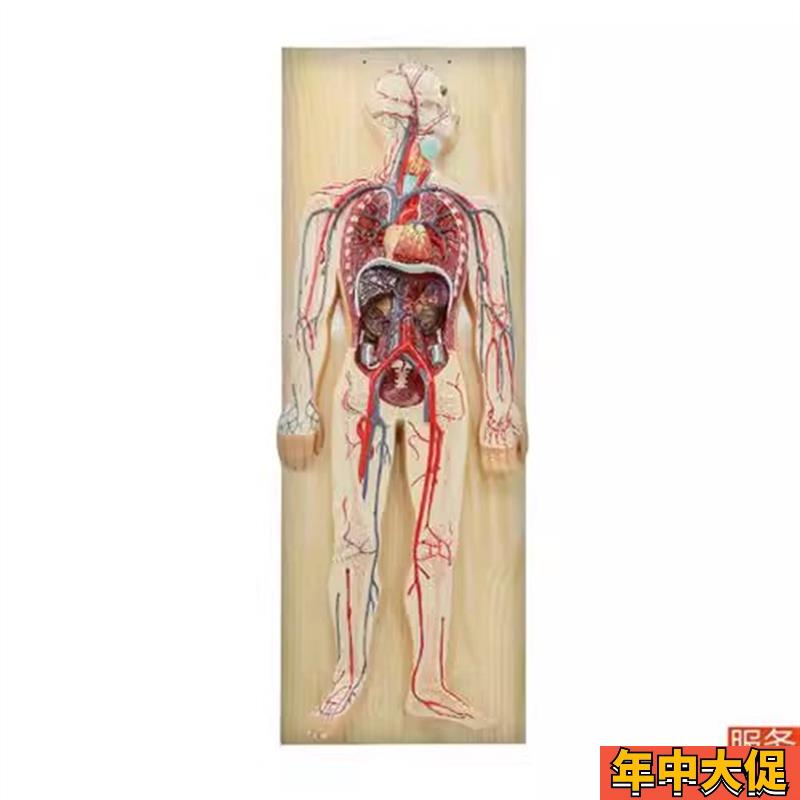 人体血液循环系统模型 人体肺循环心血管介入心脏解剖模型