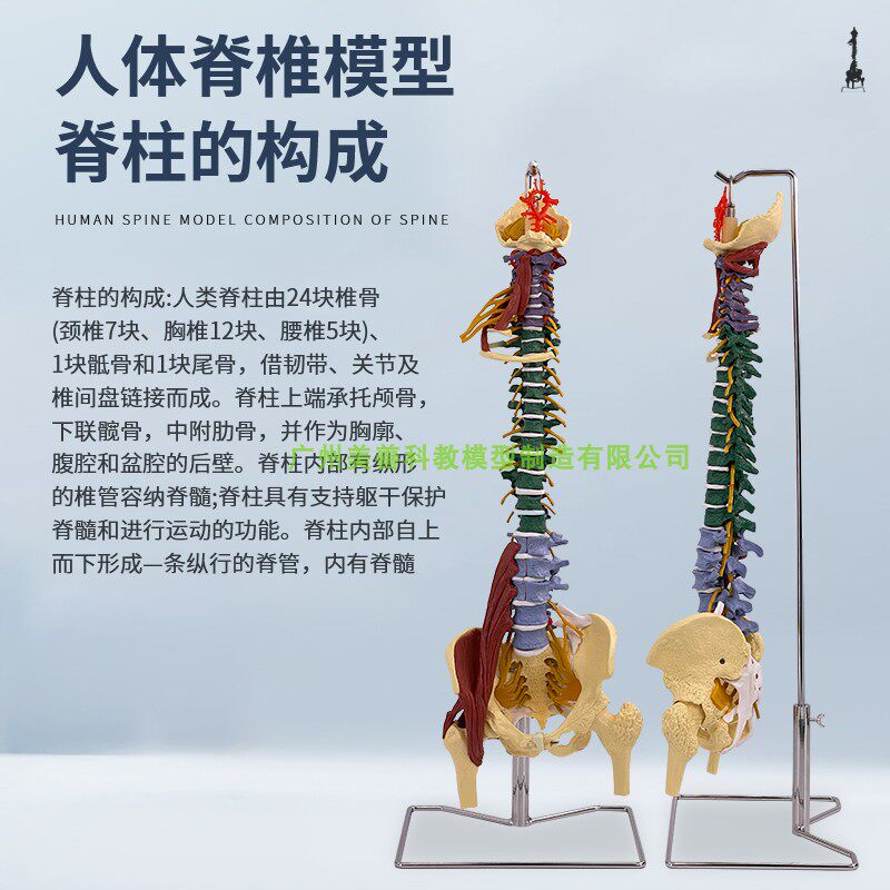 彩色80CM成人脊柱模型附肌肉 1:1比例人体脊Q椎带颈椎胸椎尾椎骨
