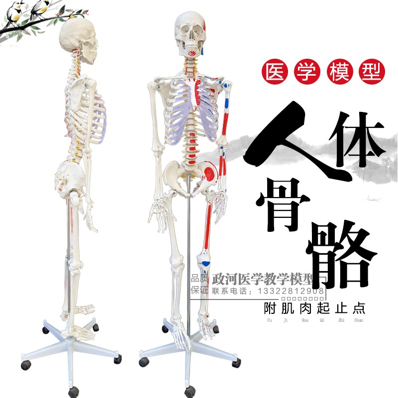 170cm人体骨骼模型骨架人体模型成人小骷髅教学模型W脊椎全身关节