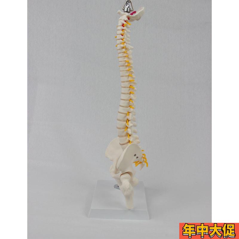 中型脊椎带骨盆腿骨(挂式)模型 医学教学专用用具模具