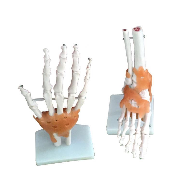 新款人体膝肘肩髋手脚关节骨骼模型医学用功能附韧带可弯曲动1比1