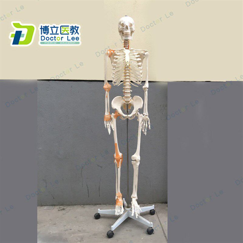 170cm骨骼骨架模型p 带韧带神经脊柱教学正骨健身房瑜伽 教学医教