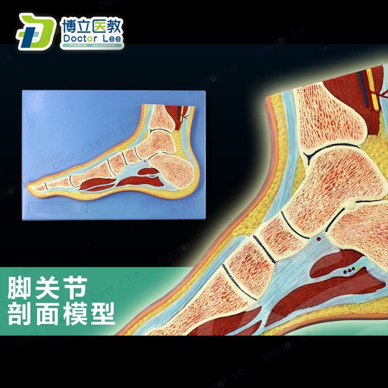CT 脚关节切面 浮雕脚关节断C层解剖学模型 脚运动解剖学模型