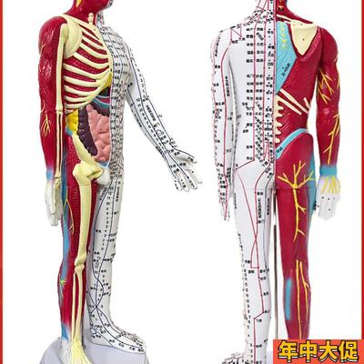 清晰60cm人体针灸穴位模型半肌肉骨骼内脏中医十二经络图解剖模特