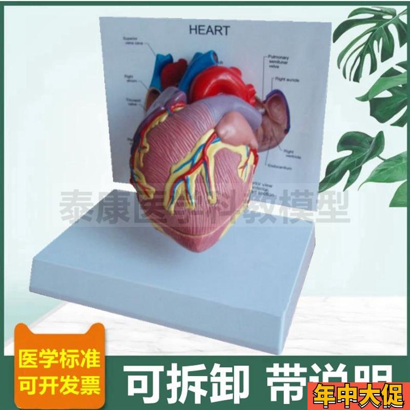 人体心脏解剖模型心血管B超彩超教学冠状动脉心室心房瓣膜临床医