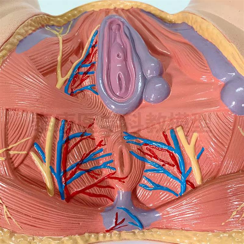 1比1女会阴模型 产后月子家政培训技校月嫂练手女骨盆可活动旋转