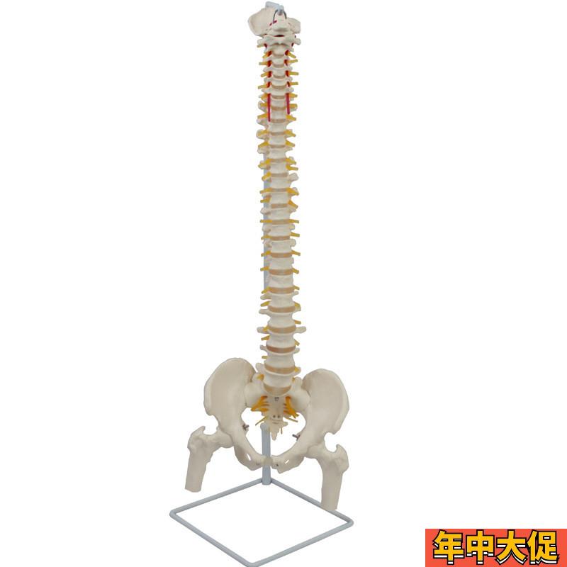 自然大脊椎骨盆带股骨和脊神经附骶骨(骶骨可打开)模型