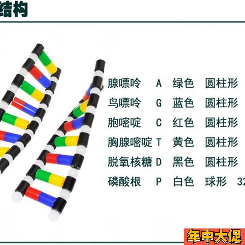 DNA模型脱氧核糖核酸细胞核中学生物课教学器材医用碱基配对遗传