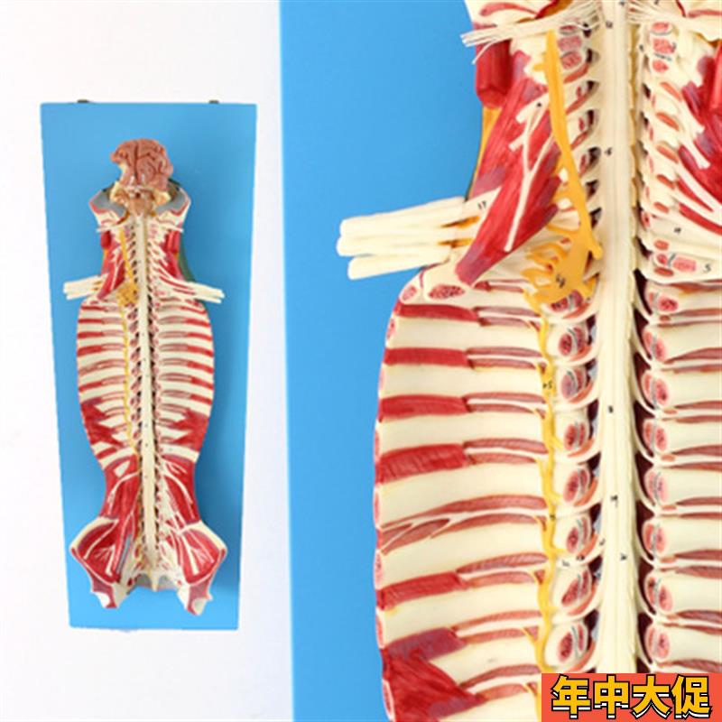 医学人体 椎管内部脊髓神经模型 脊柱 脊椎腰椎解剖结构