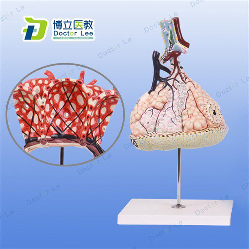 医用 肺小d叶连肺泡放大模型教学模型医院解剖模型呼吸系统模型