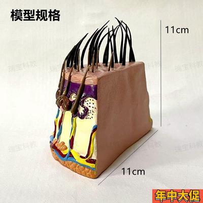头发生长过程头皮模型毛囊皮肤血管神经植发护理洗发水养发医药促