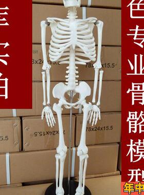 85CM人体教学骨骼模型 医用人骨架模具 素描 万圣节骷髅