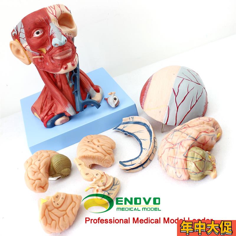 ENOVO颐诺医学人体头颈部肌肉血管附脑头颅脑模型人体头部解剖大