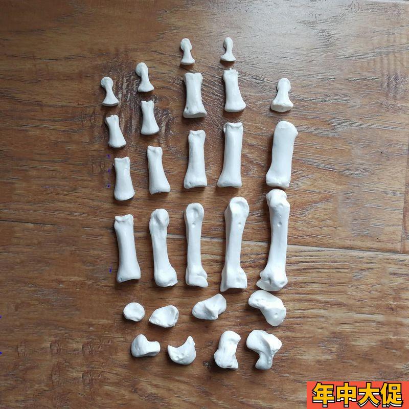 康泰医学模型散装手骨游离腕骨医用解剖教学工艺美术服装设计道具