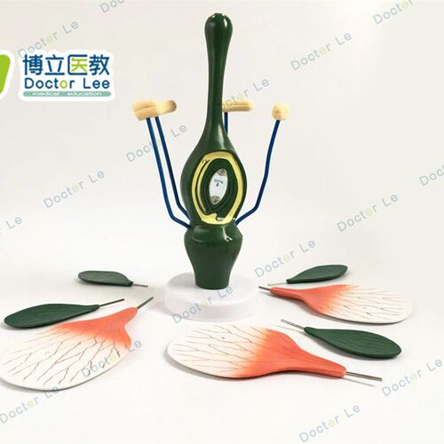 教学桃花模型典型双子叶花构造模型小型桃N花解剖标本生物植物