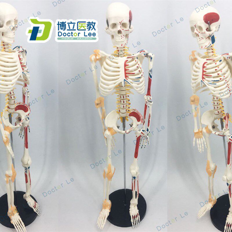 85cm人体骨骼模型o可活动骨架标肌肉解剖脊椎骷髅小针刀正骨针灸