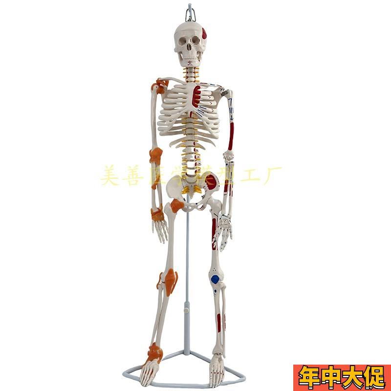 85CM人体骨骼带神经带椎间盘模型骨架附肌肉起止点着色及韧带模型
