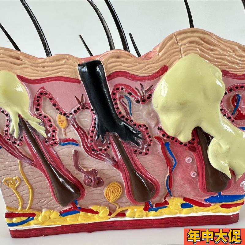 狗皮肤解剖模型痤疮表皮毛囊解剖真皮医学美容整形立体皮肤教具