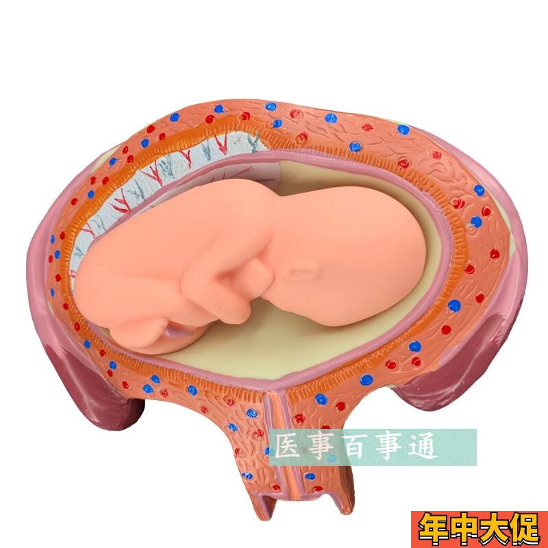 妊娠发育过程模型 胚胎计划生育模型 计生展示模型 胎儿模型 子宫