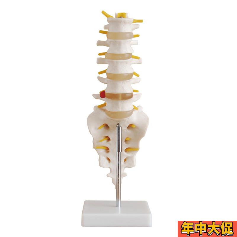 腰椎带尾椎骨模型人体脊椎脊柱椎间盘神经骶骨科立体医学教学模具
