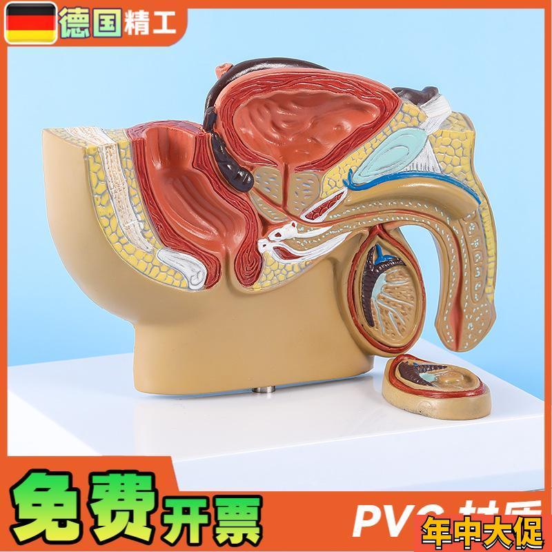 德国】男性盆腔前列腺泌尿生殖系统睾丸切面解剖模型男科计生展示
