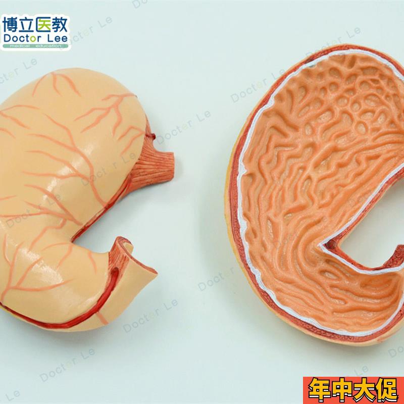 1:1人体胃解剖模型人体消化解剖系统医学器官消化内科教学模型