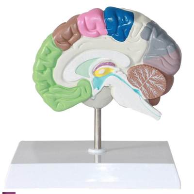 进口人体c大脑模型分区端脑模型脑室脑半球脑解剖模