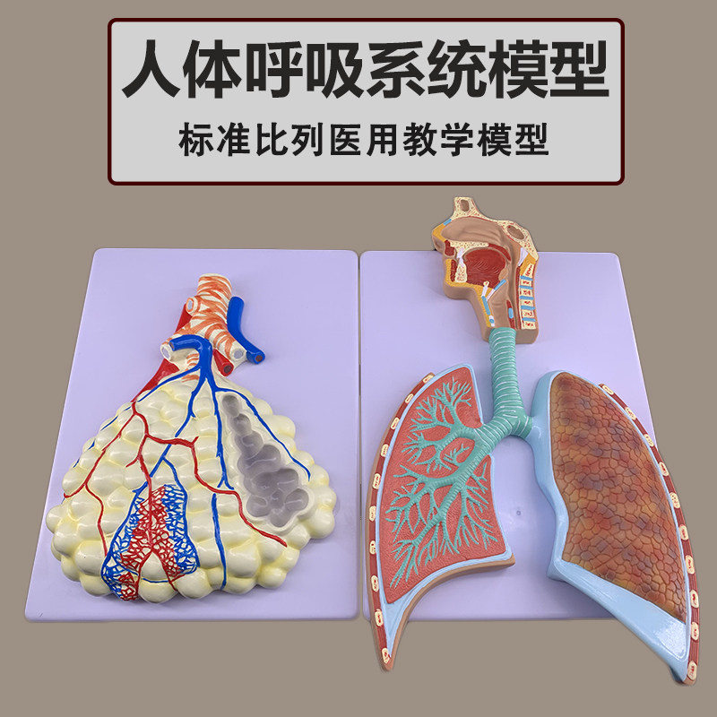 人体呼吸系统解剖模型 肺解剖呼吸系统G浮雕模型 肺泡放大解剖模