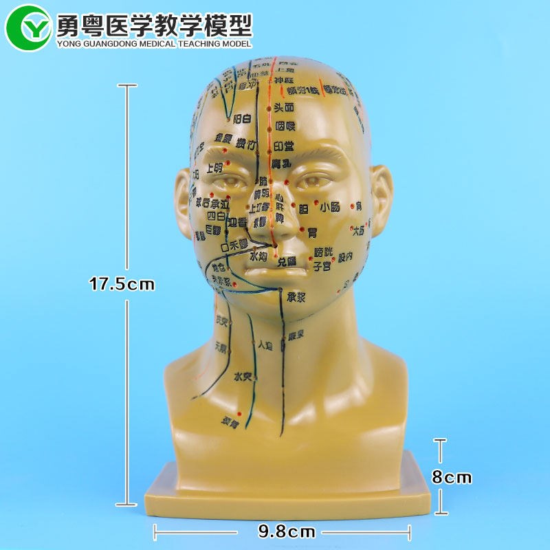 人体针灸头部穴位经络模型中医按摩推拿教学软头模脸部Y面部穴位