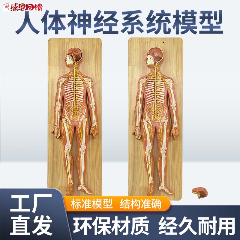 人体神经系a统模型标准医学解剖中枢神经人体生物实验系统教学仪