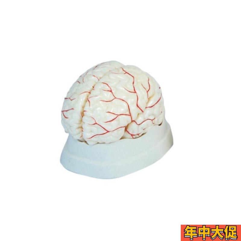 人体脑部动脉解剖模型医学用教学标本模具