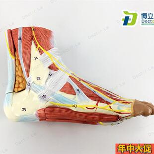 医用人体足底层次解剖脚关节肌肉神经血管韧带模型手足外科脚模型