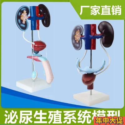 人体生殖系统泌尿肾脏膀胱前列腺子宫尿道男科妇科医患医生解剖课