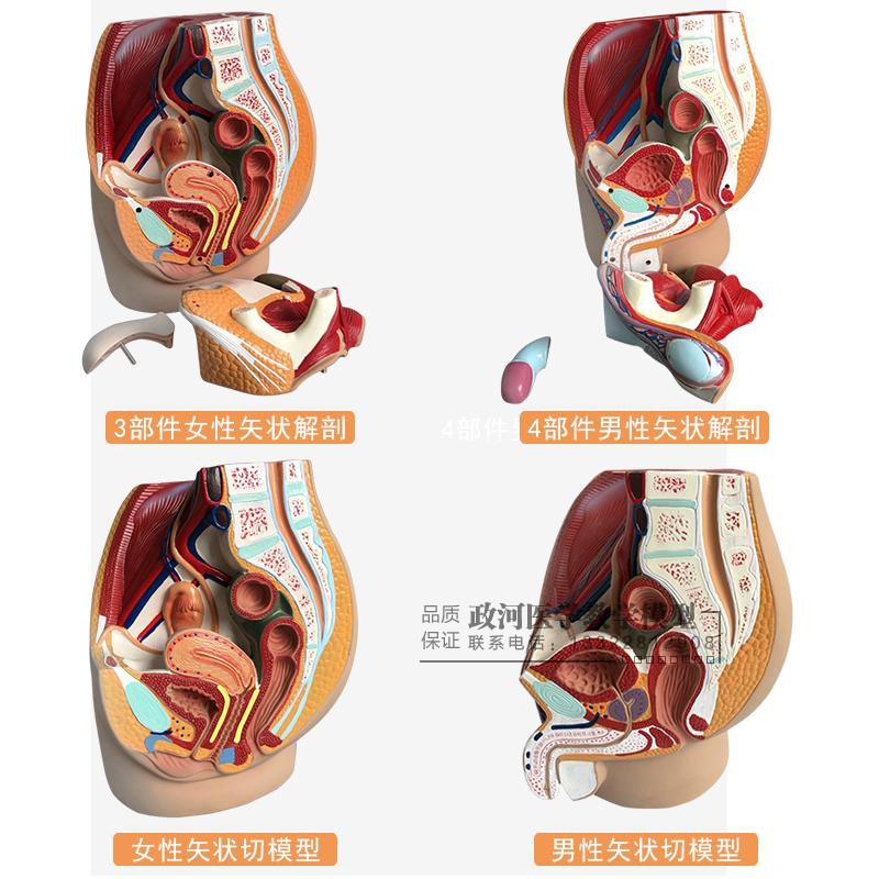 正品男性生殖泌尿系统模t型男科盆腔解剖结构模型前列腺模型包邮