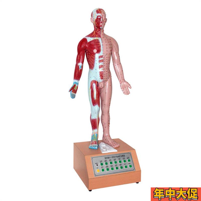 人体中医用电动语音语言提示十四针灸模型解剖经脉络穴位标本模具