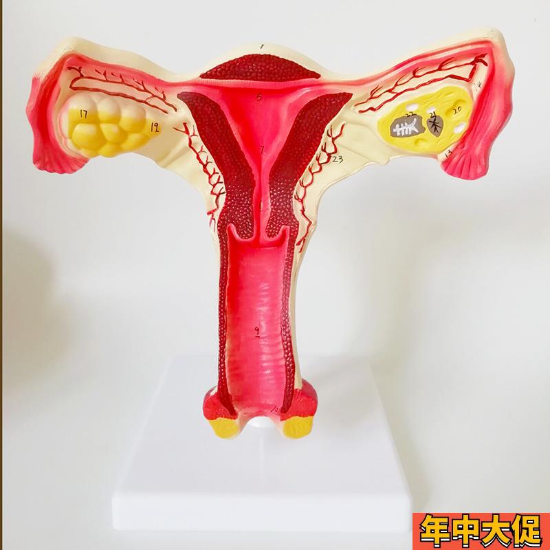 子宫模型生殖器女性器官解剖人体教学教仪医用教具包邮厂家直销