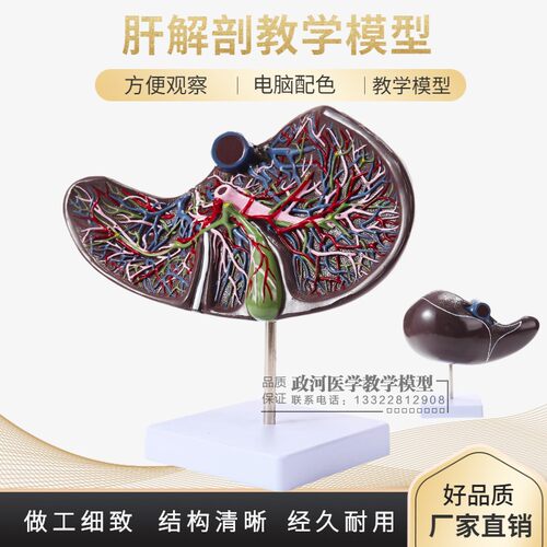 人体肝教学仿真带血管肝脏高档解剖结构模型O人体内脏标本放大肝
