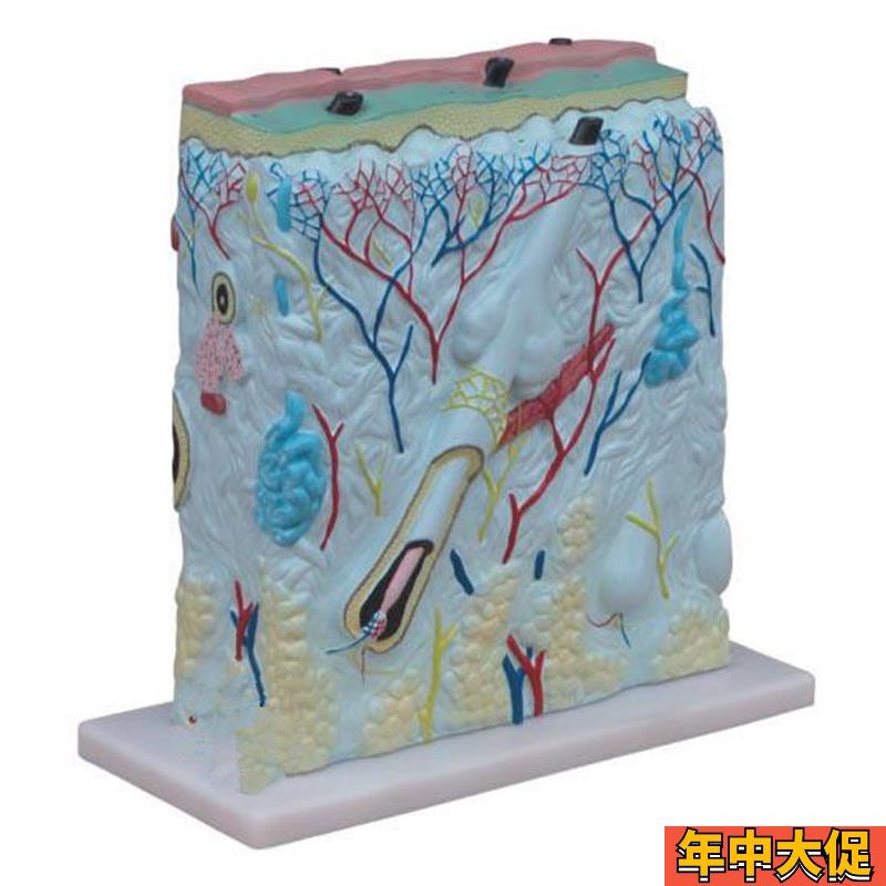 人体皮肤放大模型 皮肤模型 美容医学教具 皮肤结构模型 皮肤解剖