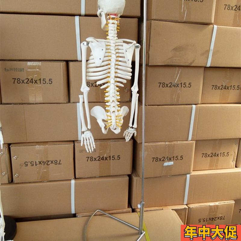 正品85CM人体骨骼模型 骷髅骨 人骨架标本 医用艺用人体骨骼正骨