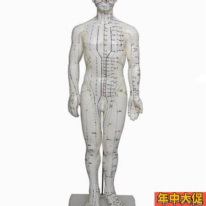 50cm人体针灸穴位模型 人体经络模型 针灸小人 针灸人体模型男