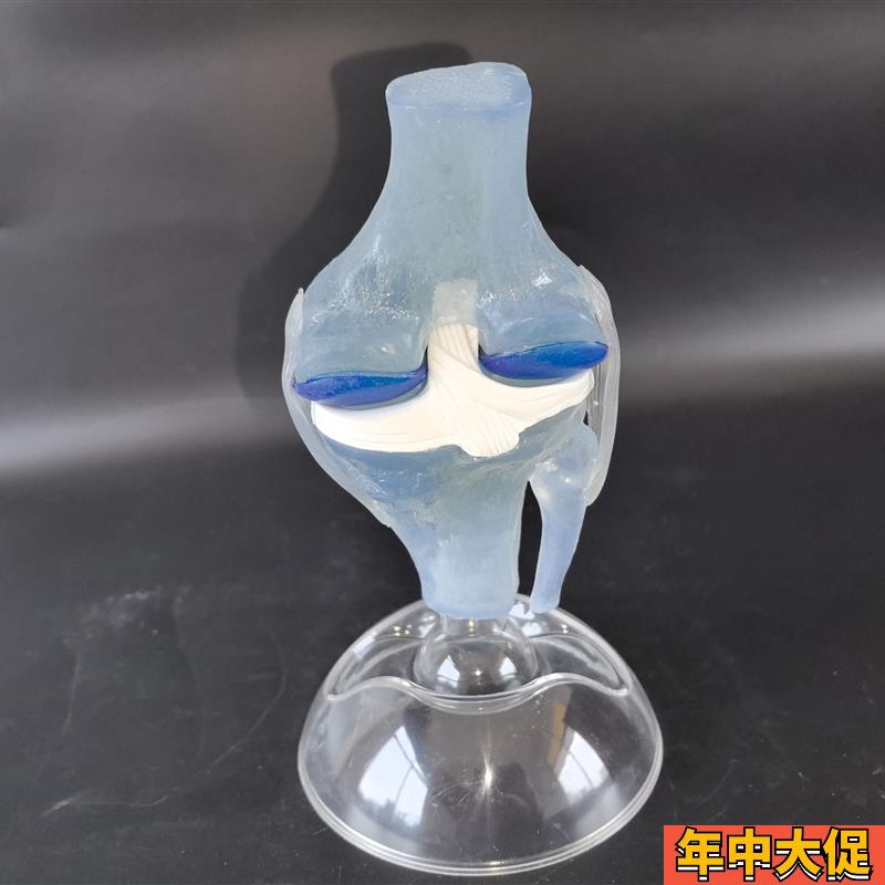 人体透明膝关节功能模型 人体骨科骨骼教学模型 医患沟通模型