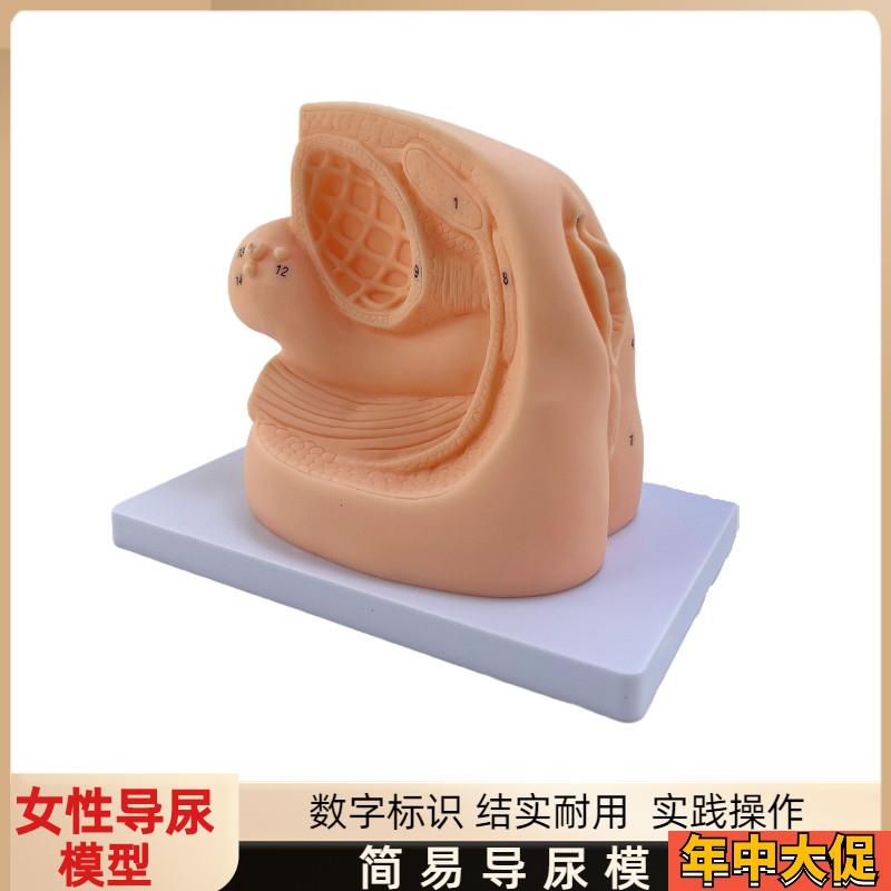 女性内外生殖器解剖模型及导尿模具医学用 人体导尿插管模型教具