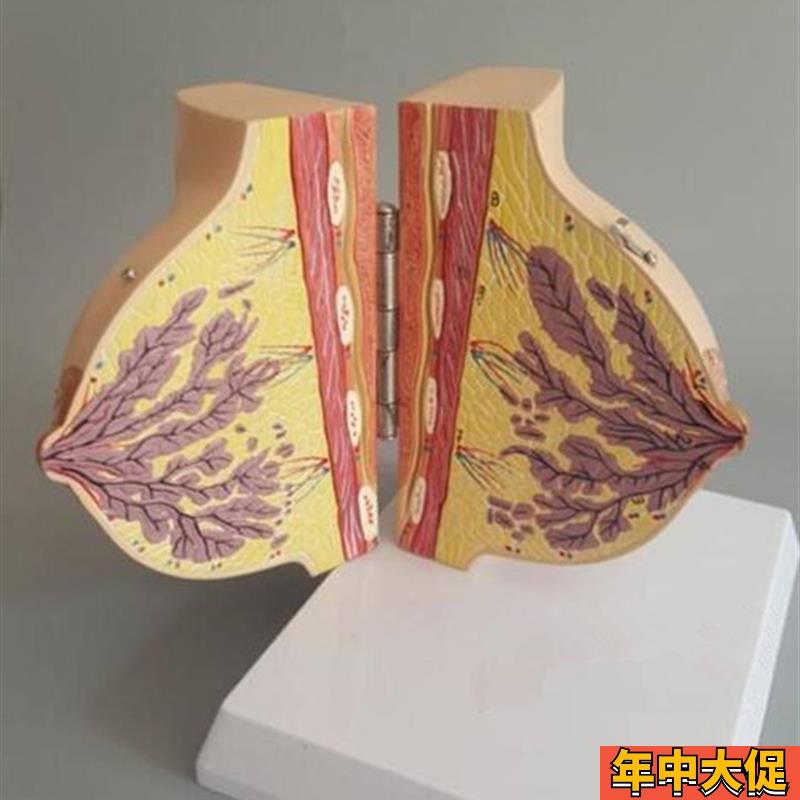 哺乳期女性乳房解剖模型人体胸部模具剖面结构妇科示教教学标本