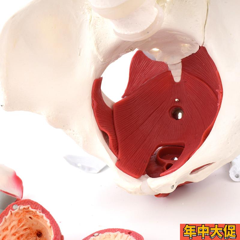 ENOVO颐诺 女性骨盆盆底肌群模型 生殖器官韧带女盆腔附件结构膀